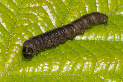 unidentified moth caterpillar 06/05/19.jpg