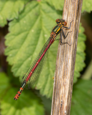 Large Red Damselfly - Pyrrhosoma nymphula 11/05/19.jpg