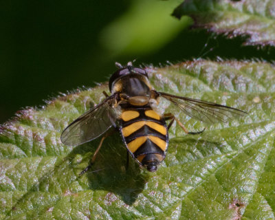 Didea fasciata female 12/05/19.jpg