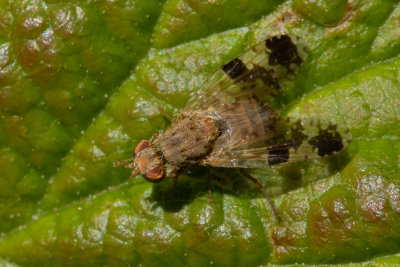 Picture-winged Fly - Tephritis bardanae 12/05/19.jpg