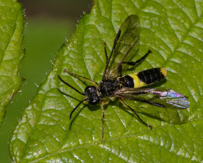 Sawfly - Tenthredo temula 12/05/19.jpg