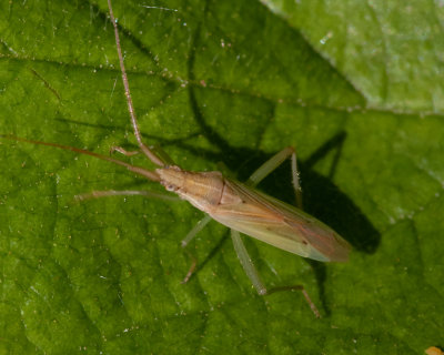 Stenodema laevigata 12/05/19.jpg