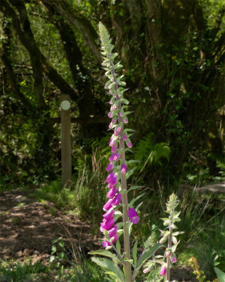Foxglove 12/05/19.jpg
