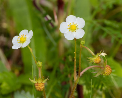 Wild Strawberry - Fragaria vesca at Woodleigh Wood 13/05/19.jpg
