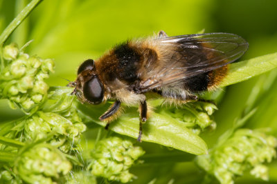 Cheilosia illustrata female 15/05/19.jpg