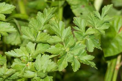 Hemlock Water-dropwort - Oenanthe crocata leaves 15/05/19.jpg