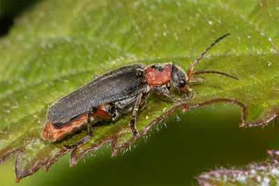 Cantharis rustica 17/05/19.jpg