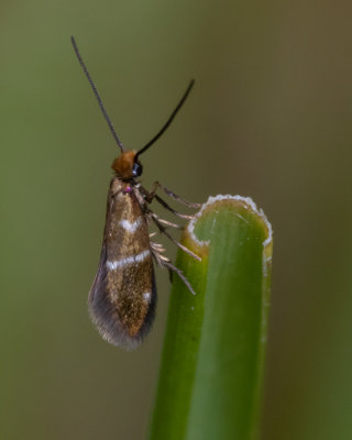 Micro Moth - Micropterix aruncella 17/05/19.jpg