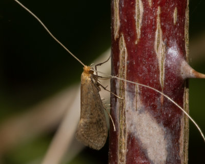 Micro Moth - Nematopogon metaxella 17/05/19.jpg