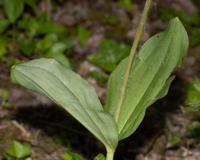 Common Twayblade - Neottia ovata leaves 19/05/19.jpg