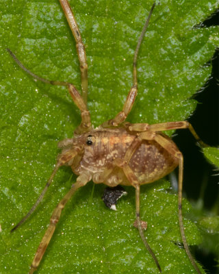 Harvestman - Paroligolophus agrestis - 19/08/19 closer.jpg