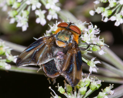 Phasia hemiptera male 24/08/19.jpg