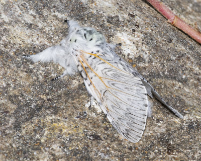 Puss Moth - Cerura vinula 16-05-20.jpg