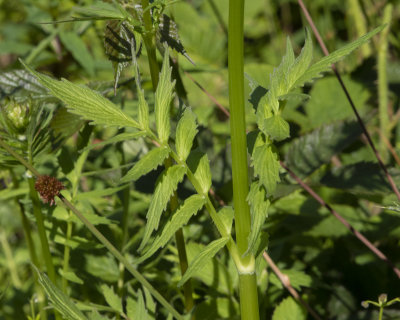 Common Valerian - Valeriana officinalis 27-05-20  leaves.jpg