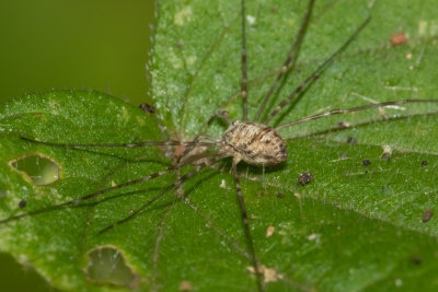 Harvestman - Dicranopalpus sp 20-07-20.jpg