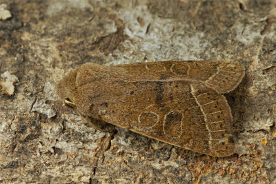 Week 11 - Common Quaker - Orthosia cerasi.jpg