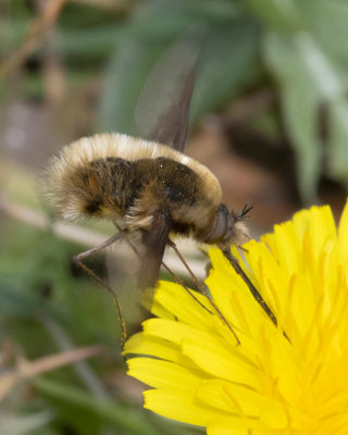 Dark-edged Bee-fly - Bombylius major 02-05-21 side.jpg
