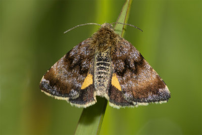 Small Yellow Underwing Moth - Panemeria tenebrata 04-06-21.jpg