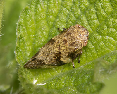 Common Froghopper - Philaenus spumarius 23-06-21.jpg