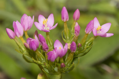 Common Centaury - Centaurium erythraea 05-07-21.jpg