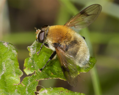 Sericomyia superbiens m 29-08-21.jpg