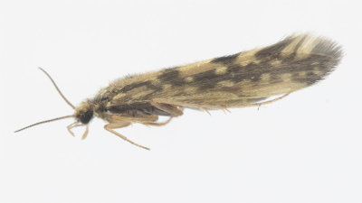 g12/49/898249/3/171923383.dopTejQd.jpg