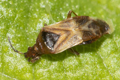 Stygnocoris sabulosus or Lasiosomus enervis 14-03-22.jpg