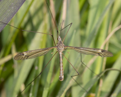 Cranefly - Tipula-Yamatotipula lateralis m 24-03-22.jpg