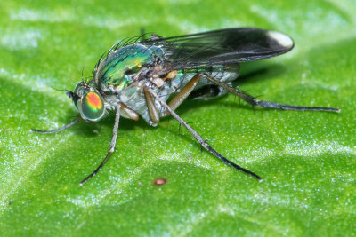 Poecilobothrus nobilitatus 30-05-22.jpg