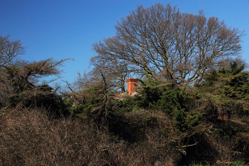 Old Homestead - Another view