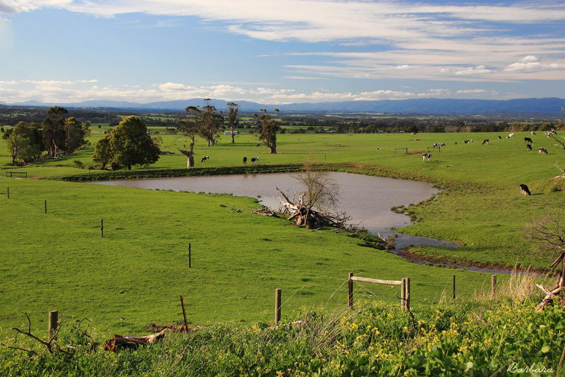 Yarragon Countryside