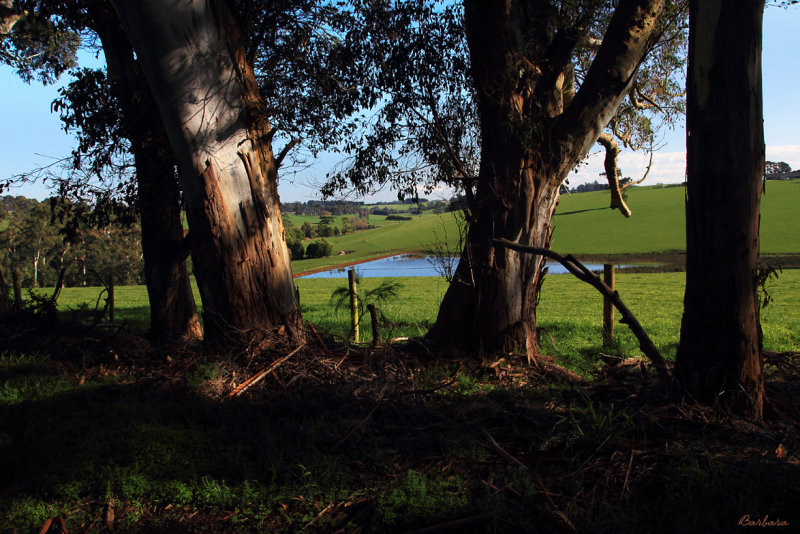 View between the gums