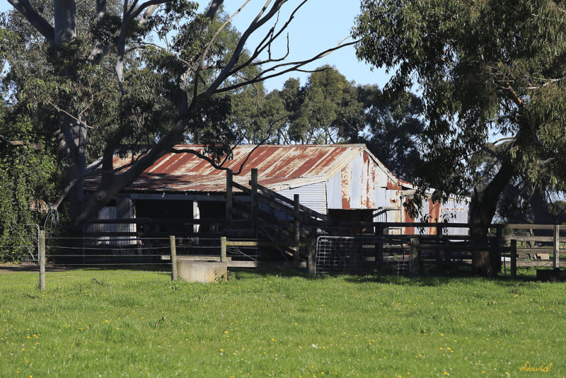 Bunyip