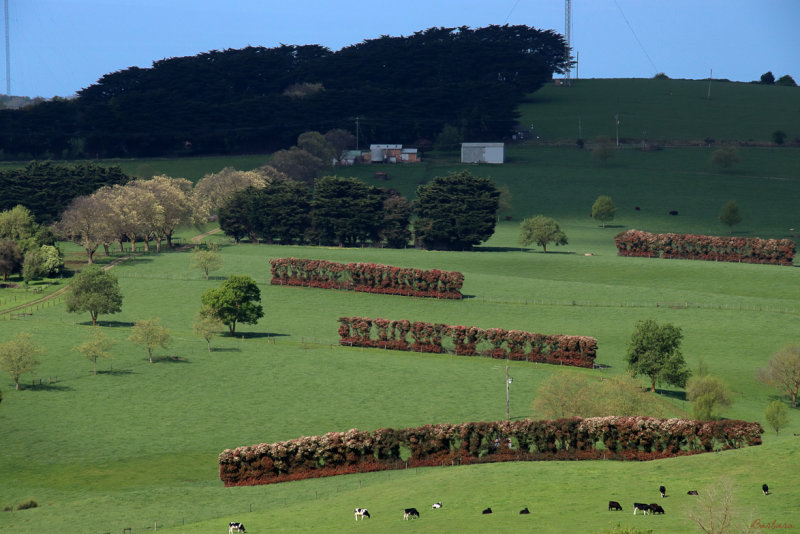 Shade Protection for Livestock