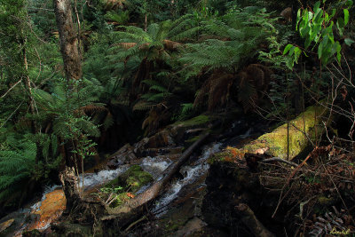 Cora Lynn Falls 