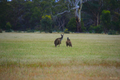 Kangaroos Grazing
