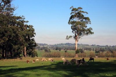 Alpaca Farm