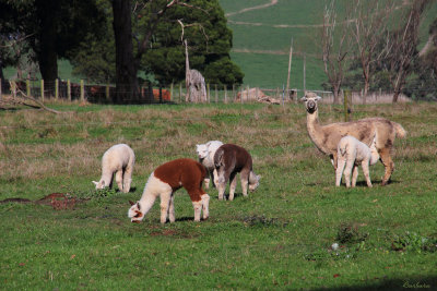 Alpaca Farm