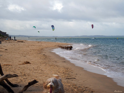 Thumper enjoying Inverloch Beach