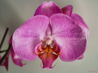 Moth Orchid