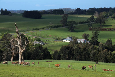 Country scene near home