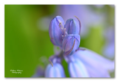 blue bells