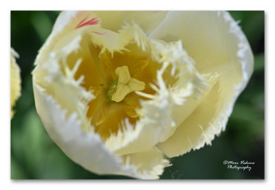 tulip - tulp 