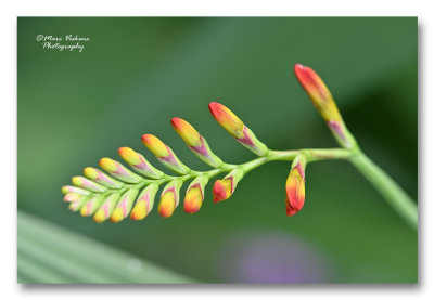 crocosmia