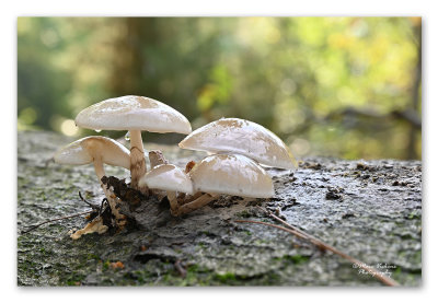 mushrooms - paddestoelen - champignons