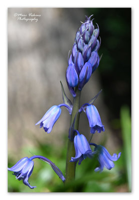 blue bells