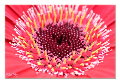 Gerbera