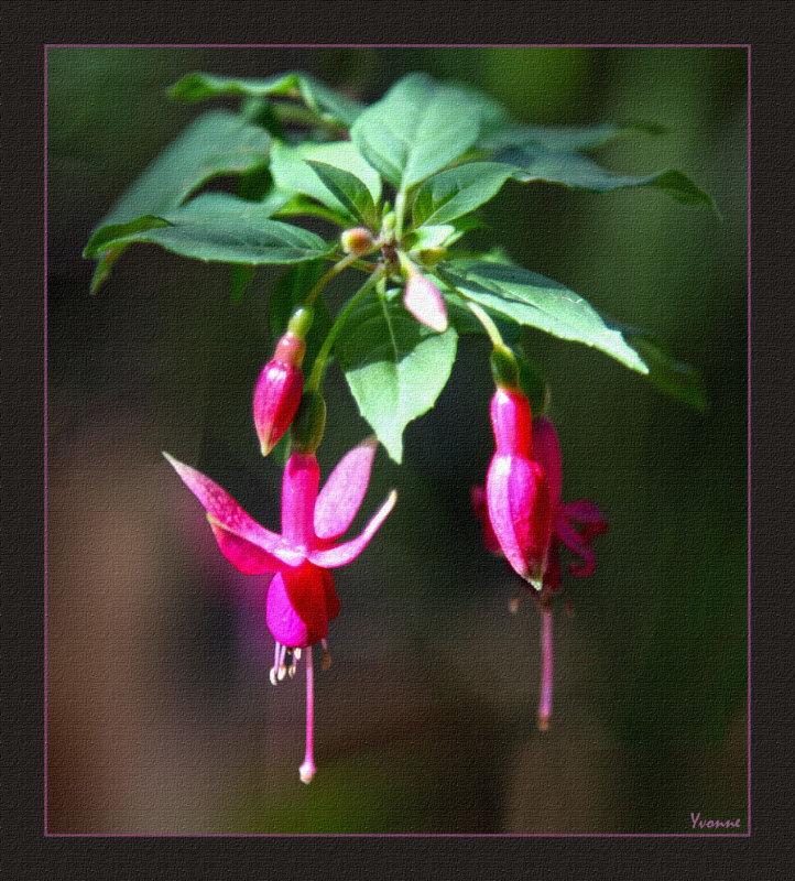 Tiny Fuchsia flowers