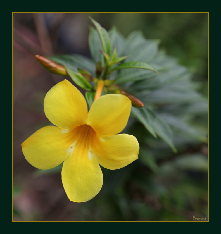 Yellow Bells, Clifton Beach garden.