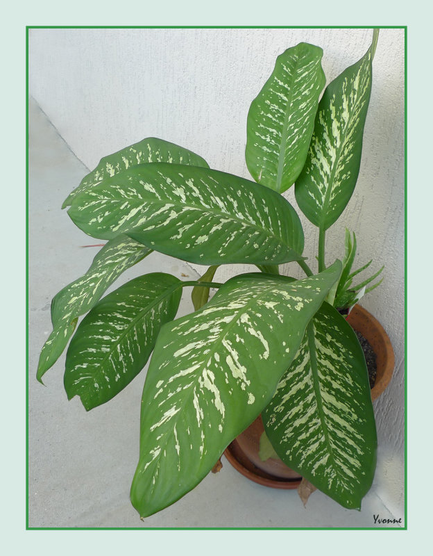 Tropical Plants of Far North Queensland - 2011 onwards